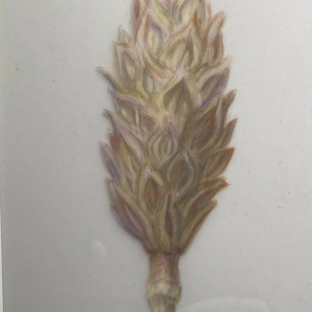 Southern magnolia seed pod