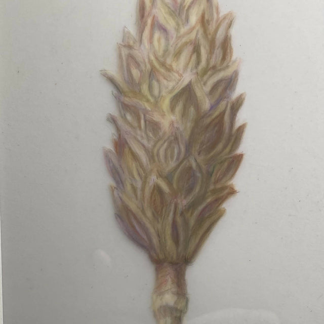 Southern magnolia seed pod