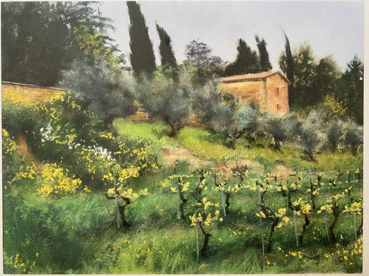 Olive Trees & Vineyard