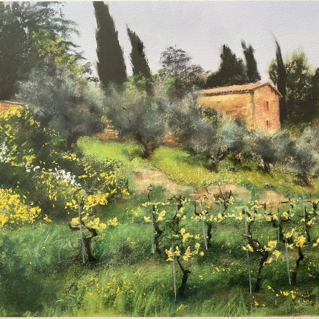 Olive Trees & Vineyard