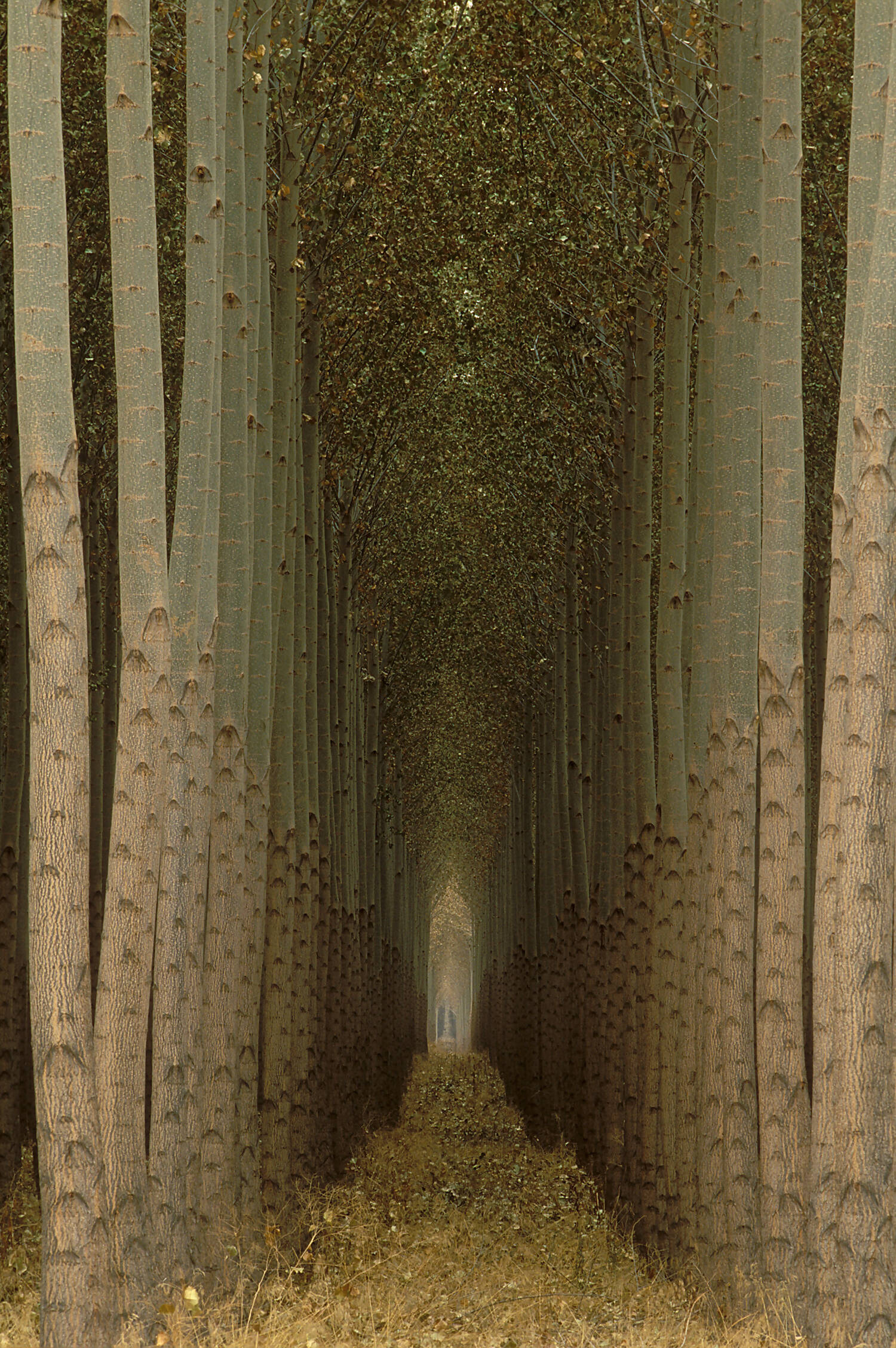 Cathedral Trees
