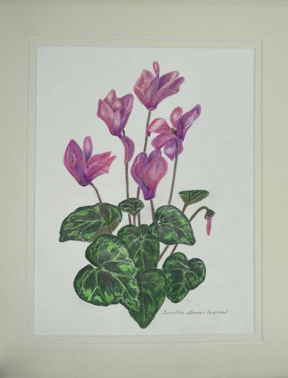 Cyclamen