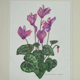 Cyclamen