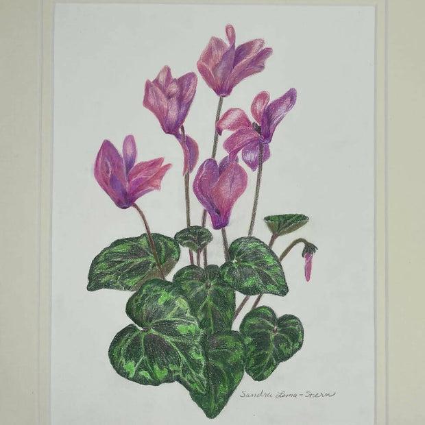 Cyclamen
