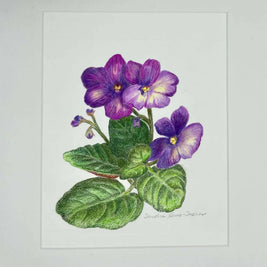 African violet 2