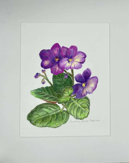 African violet 2