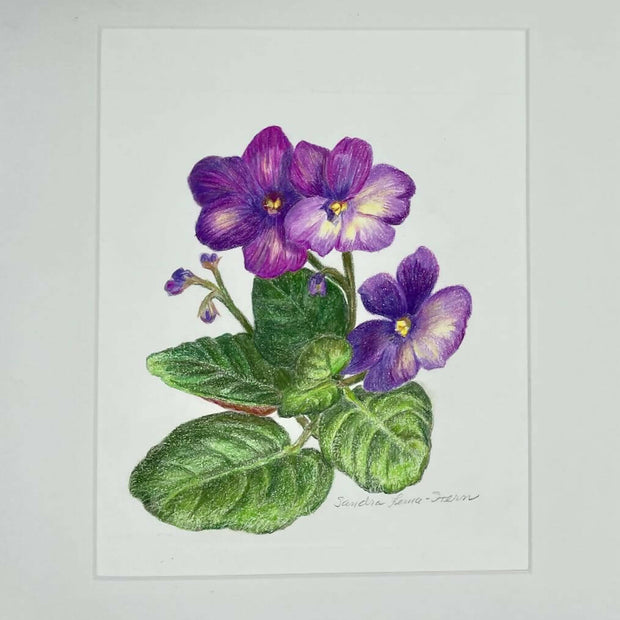African violet 2
