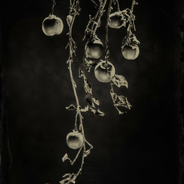 Apples 1