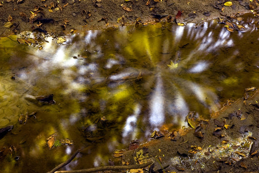 Star Burst, Adlai's Woods, Mettawa, Illinois