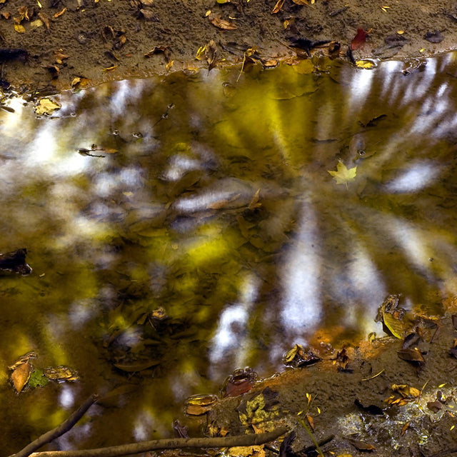 Star Burst, Adlai's Woods, Mettawa, Illinois