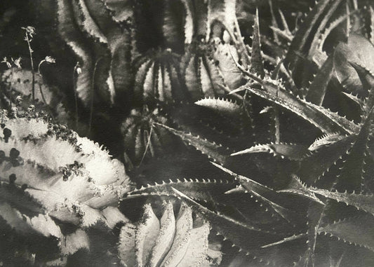 Cactus Series (Photopolymer Gravure Prints)