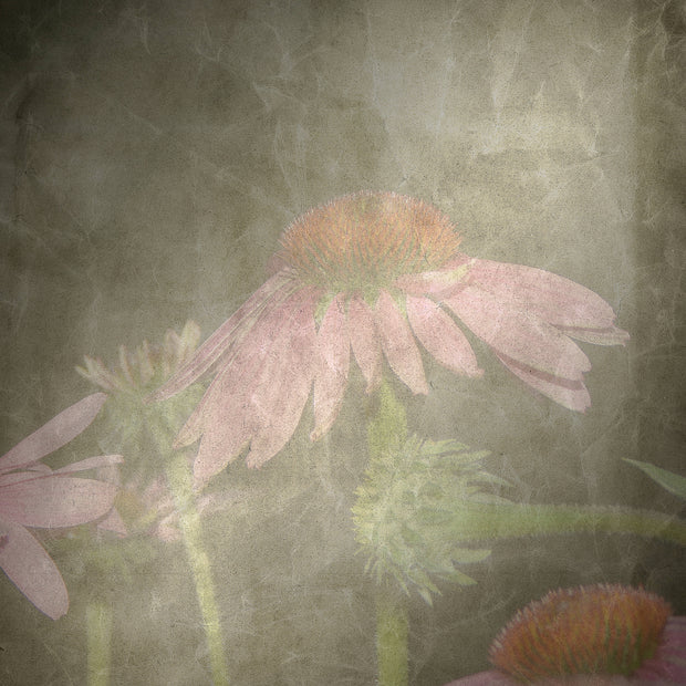 Cone Flowers